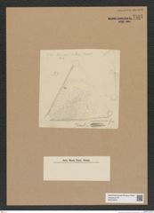 Diatomeae indet. Zeichnungen Sammlung Grunow Nr. 7537 (NHMW-BOT-W0376676)